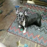 JASMINE, a female Frenchton for sale in Cumberland, MD – Photo 1 of 9