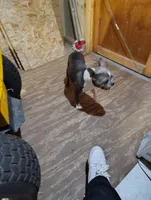 JASMINE, a female Frenchton for sale in Cumberland, MD – Photo 5 of 9