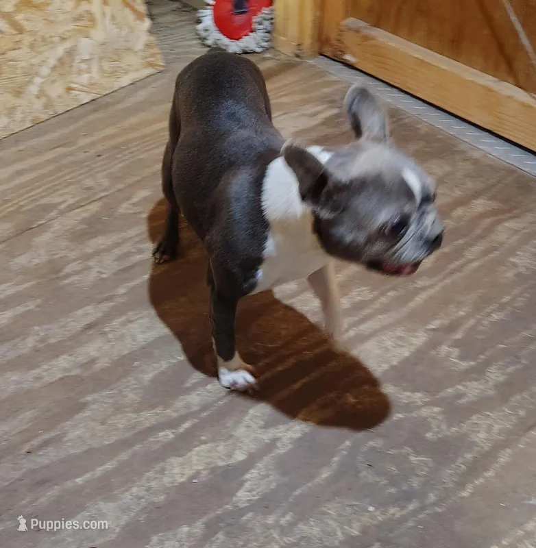 JASMINE – Frenchton puppy for sale in Cumberland, MD