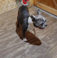 JASMINE, a female Frenchton for sale in Cumberland, MD – Photo 2 of 9