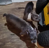 JASMINE, a female Frenchton for sale in Cumberland, MD – Photo 8 of 9