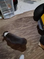 JASMINE, a female Frenchton for sale in Cumberland, MD – Photo 6 of 9