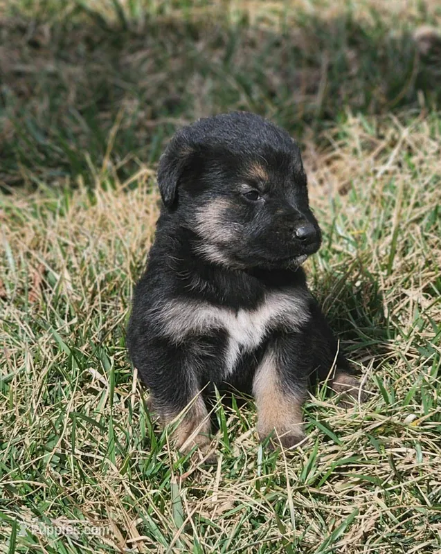 Golden Shepherd MALE 2 – German Shepherd Dog, English Cream Golden Retriever puppy for sale in Cumberland, MD