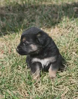 Golden Shepherd MALE 2, a male German Shepherd Dog and English Cream Golden Retriever for sale in Cumberland, MD – Photo 3 of 3