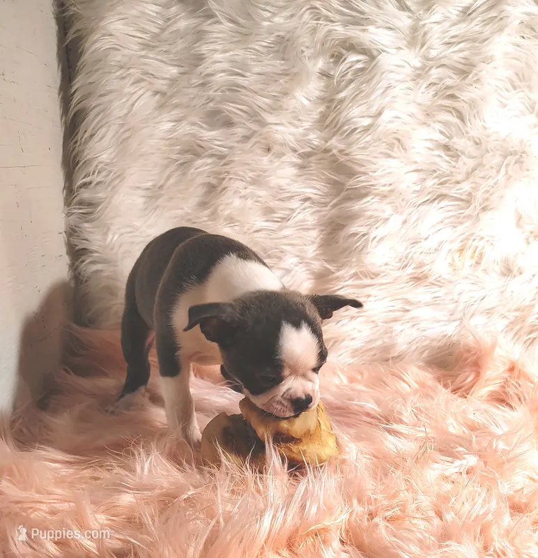 ELSA – Frenchton puppy for sale in Cumberland, MD