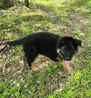 PLUSH BOY 2 , a male German Shepherd Dog for sale in Cumberland, MD – 4 of 10