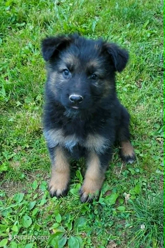 PLUSH GIRL 2 – German Shepherd Dog puppy for sale in Cumberland, MD
