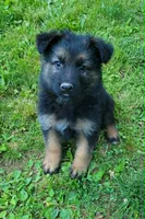 PLUSH GIRL 2, a female German Shepherd Dog for sale in Cumberland, MD – 1 of 5