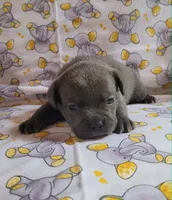 LIL BOY 2, a male Frenchton for sale in Cumberland, MD – 6 of 9