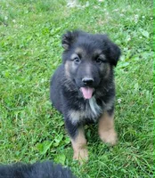 PLUSH GIRL 3, a female German Shepherd Dog for sale in Cumberland, MD – 3 of 7