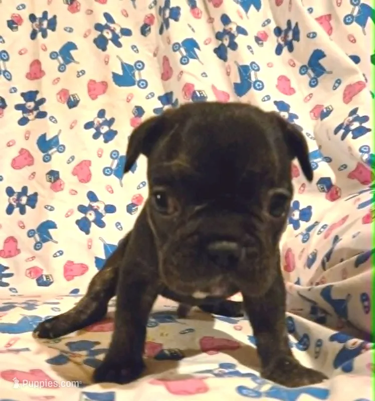 Tiger Boy – French Bulldog puppy for sale in Cumberland, MD