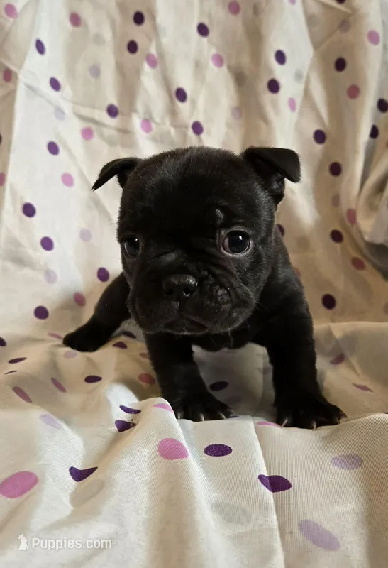 Luna – Frenchton puppy for sale in Cumberland, MD