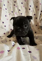 Luna, a female Frenchton for sale in Cumberland, MD – Photo 1 of 5