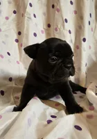 Luna, a female Frenchton for sale in Cumberland, MD – Photo 2 of 5