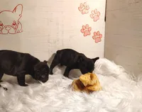 Luna, a female Frenchton for sale in Cumberland, MD – Photo 5 of 5