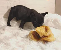 Luna, a female Frenchton for sale in Cumberland, MD – Photo 4 of 5