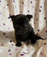 Luna, a female Frenchton for sale in Cumberland, MD – Photo 3 of 5