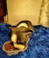 FRIAR TUCK, a male Frenchton for sale in Cumberland, MD – 2 of 8