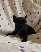 MUNCHKIN, a female Frenchton for sale in Cumberland, MD – Photo 4 of 8