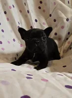 MUNCHKIN, a female Frenchton for sale in Cumberland, MD – Photo 3 of 8