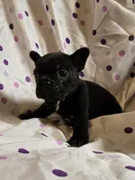 MUNCHKIN, a female Frenchton for sale in Cumberland, MD – Photo 6 of 8