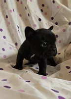 MUNCHKIN, a female Frenchton for sale in Cumberland, MD – Photo 2 of 8