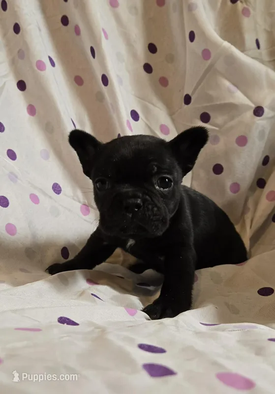 MUNCHKIN – Frenchton puppy for sale in Cumberland, MD
