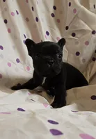 MUNCHKIN, a female Frenchton for sale in Cumberland, MD – Photo 5 of 8