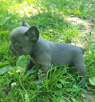LIL GIRL 2, a female Frenchton for sale in Cumberland, MD – 3 of 9