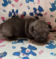LIL GIRL 3, a female French Bulldog for sale in Cumberland, MD – 2 of 3