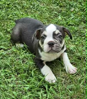 Undeniably Handsome, a male French Bulldog for sale in Cumberland, MD – 3 of 10