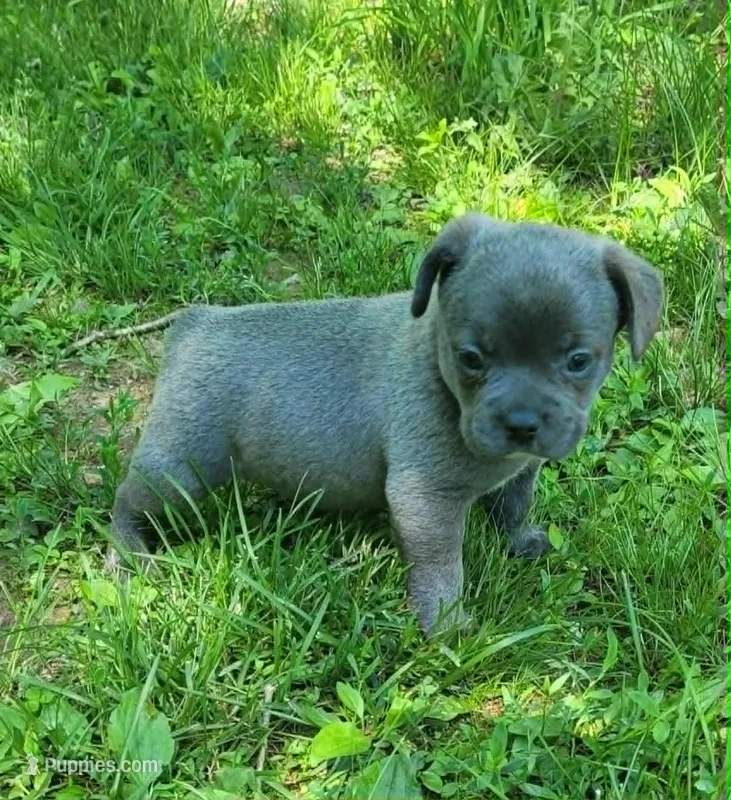 LIL BOY 1 – French Bulldog puppy for sale in Cumberland, MD