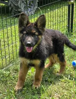 Princess, a female German Shepherd Dog for sale in Cumberland, MD – 1 of 6
