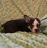 Undeniably Handsome, a male French Bulldog for sale in Cumberland, MD – 8 of 10