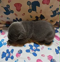 LIL BOY 1, a male French Bulldog for sale in Cumberland, MD – 2 of 3