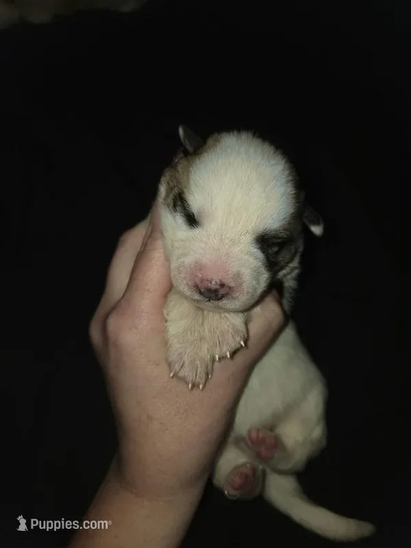 MALE 1 – German Shepherd Dog, Great Pyrenees puppy for sale in Cumberland, MD