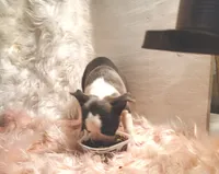 ELSA, a female Frenchton for sale in Cumberland, MD – 3 of 5