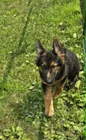 Blossom, a female German Shepherd Dog for sale in Cumberland, MD – 4 of 10