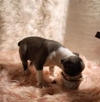 ELSA, a female Frenchton for sale in Cumberland, MD – 4 of 5