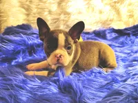 STITCH, a male Frenchton for sale in Cumberland, MD – 8 of 9
