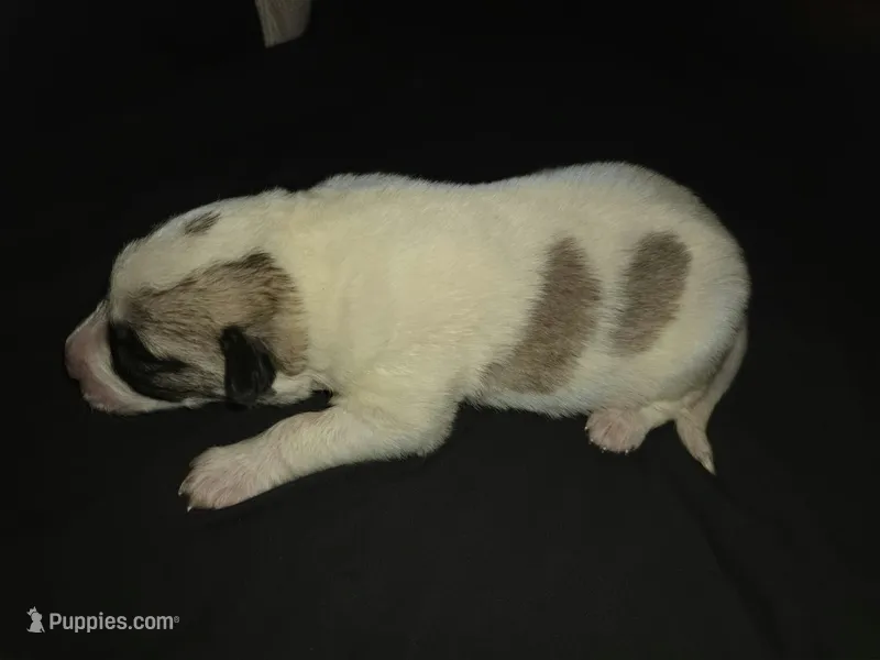 FEMALE 1 – German Shepherd Dog, Great Pyrenees puppy for sale in Cumberland, MD