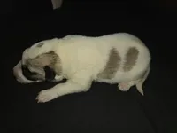 FEMALE 1, a female German Shepherd Dog and Great Pyrenees for sale in Cumberland, MD – 1 of 3