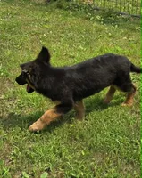 Blossom, a female German Shepherd Dog for sale in Cumberland, MD – 2 of 10