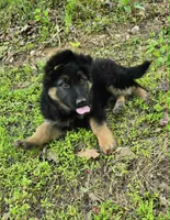 PLUSH BOY 2 , a male German Shepherd Dog for sale in Cumberland, MD – 2 of 10
