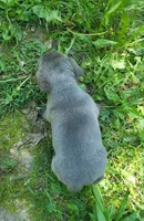 LIL BOY 1, a male Frenchton for sale in Cumberland, MD – 4 of 10