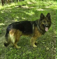 Big Boy 3, a male German Shepherd Dog for sale in Cumberland, MD – 4 of 6