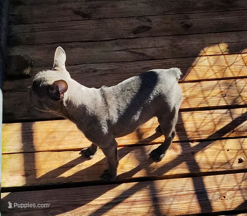 MOANA – Frenchton puppy for sale in Cumberland, MD