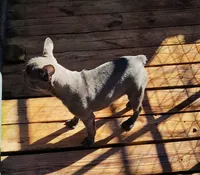 MOANA, a female Frenchton for sale in Cumberland, MD – 1 of 2
