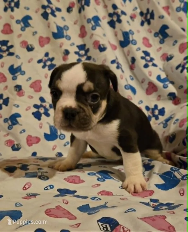 Handsome Boy  – French Bulldog puppy for sale in Cumberland, MD