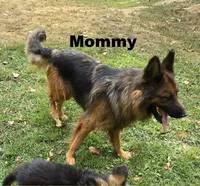 Big Boy 1 , a male German Shepherd Dog for sale in Cumberland, MD – 3 of 3